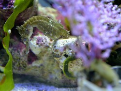 copyright Christoph.Ittermann Korallenriffe. com