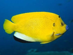 Apolemichthys trimaculatus thumbnail