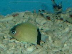 Pycnochromis retrofasciatus thumbnail