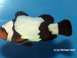 Zuchtformen (Designertiere) Amphiprion percula Black Ice