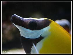Siganus unimaculatus thumbnail