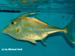 Tripodichthys blochii