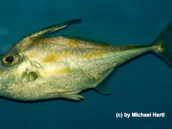 Tripodichthys blochii - Dreistachler