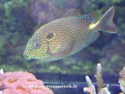 Siganus punctatus thumbnail