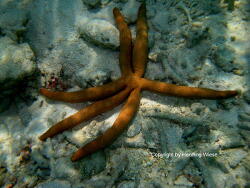 Linckia guildingi; Malediven, Vilamendhoo