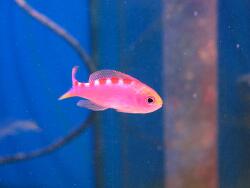Pseudanthias flavoguttatus  (c) Aquaristik Singer