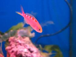 Pseudanthias flavoguttatus  (c) Aquaristik Singer