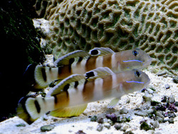 Valenciennea wardii thumbnail