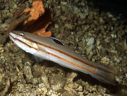 Valenciennea helsdingenii thumbnail