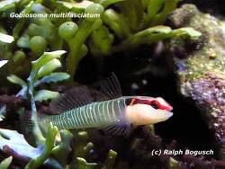 Tigrigobius multifasciatus thumbnail