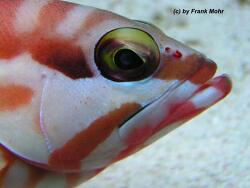 Epinephelus fasciatus thumbnail