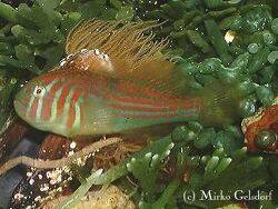 Gobiodon histrio thumbnail