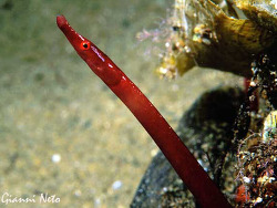 copyright  Gianni Neto, Italien