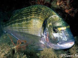 copyright Gianni Neto, Italien