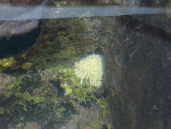 Monetaria annulus thumbnail