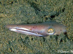 copyright Gianni Neto, Italien