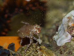 Lybia tesselata gibt Larven frei _ 2