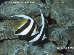 Heniochus acuminatus thumbnail