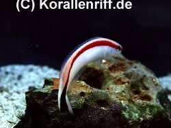 Hoplolatilus marcosi thumbnail