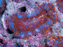 copyright Claude Schuhmacher, Xtreme Corals