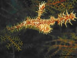 Solenostomus paradoxus thumbnail