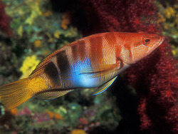 copyright Borut Furlan, Slovenien