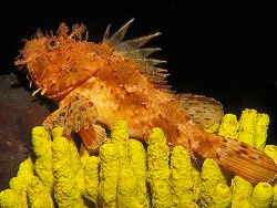 copyright Borut Furlan, Slovenien