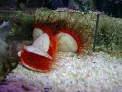 Ctenoides scabra - Flammenmuschel