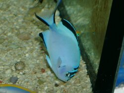 Genicanthus watanabei - Gelbstreifen- Lyrakaiserfisch