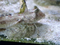 Dactylopus dactylopus - Finger-Leierfisch