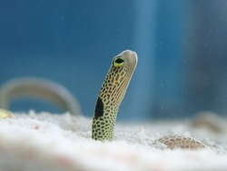 Heteroconger hassi , Ohrfleck-Röhrenaal