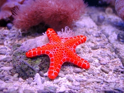 Pentagonaster duebeni - Gitterseestern