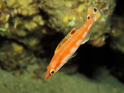 copyright Borut Furlan, Slowenien