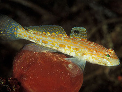 copyright Borut Furlan, Slowenien