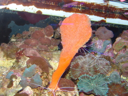 Clathria rugosa - roter Schwamm