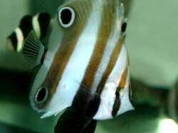 Coradion melanopus thumbnail