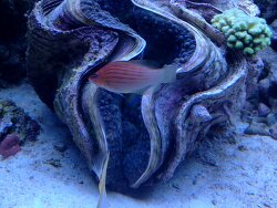 Pseudocheilinus octotaenia - Achtlinien-Zwerglippfisch