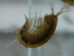 copyright Vanessa Kollin