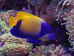 Pomacanthus navarchus