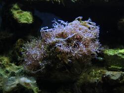 Knopia octocontacanalis