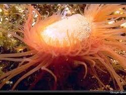 copyright DeJong Marinelife, Holland