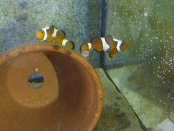 Amphiprion ocellaris fancy white