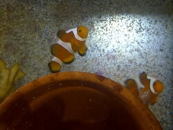 Amphiprion ocellaris fancy white