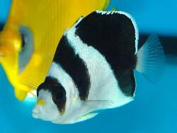Chaetodon burgessi thumbnail