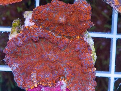 copyright Xtreme Corals Claude Schuhmacher