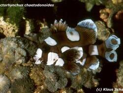 Plectorhinchus chaetodonoides thumbnail