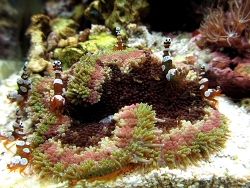 Thor amboinensis versammeln sich zum schlafen