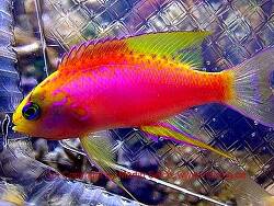 Compsanthias ventralis thumbnail