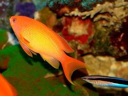 Pseudanthias squamipinnis thumbnail