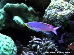 Pseudanthias tuka thumbnail